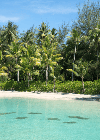 Tropical beach with clear water and palm trees