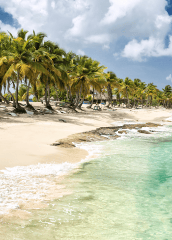 Clear water on a sandy beach with palm trees.