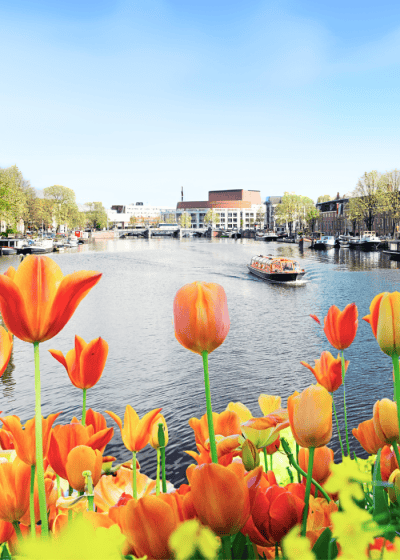 Colorful tulips by a serene river landscape.