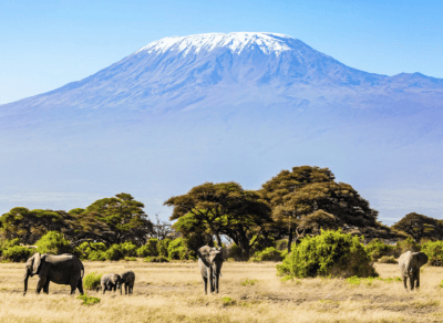 Elephants grazing near a snow-capped mountain.