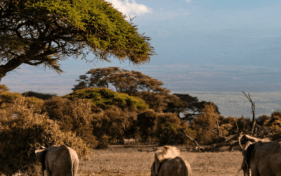 What to Expect On Safari: The Complete Guide