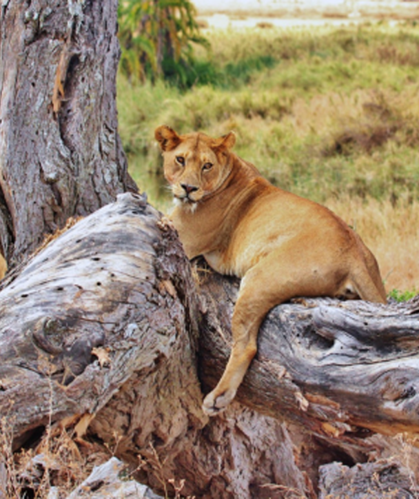 Lioness resting on a large tree trunk.