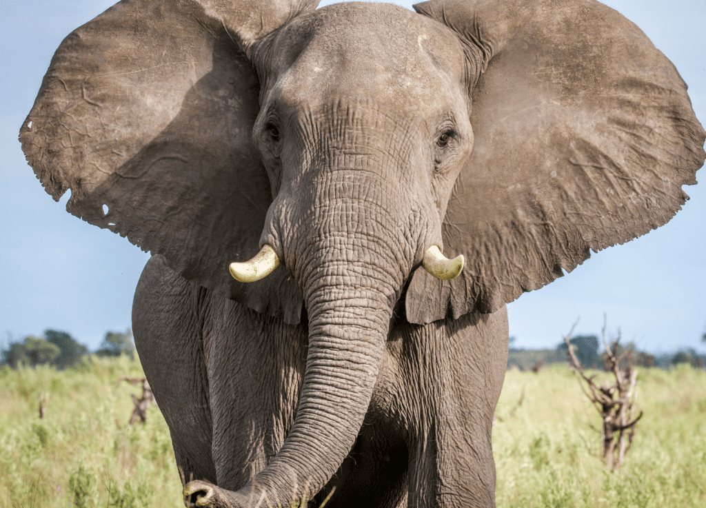 Close-up of a wild elephant with tusks.