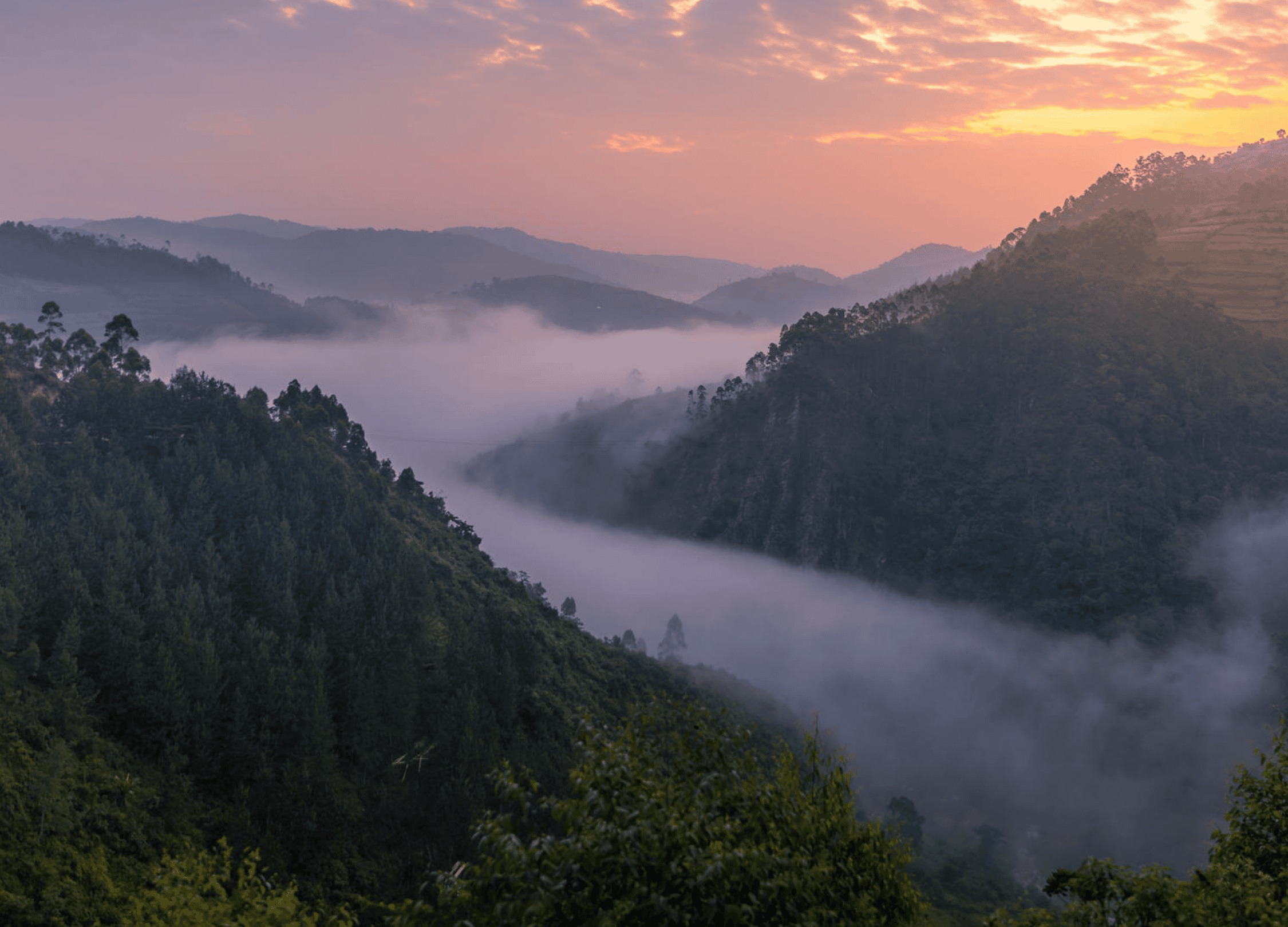 Bwindi Impenetrable Forest National Park