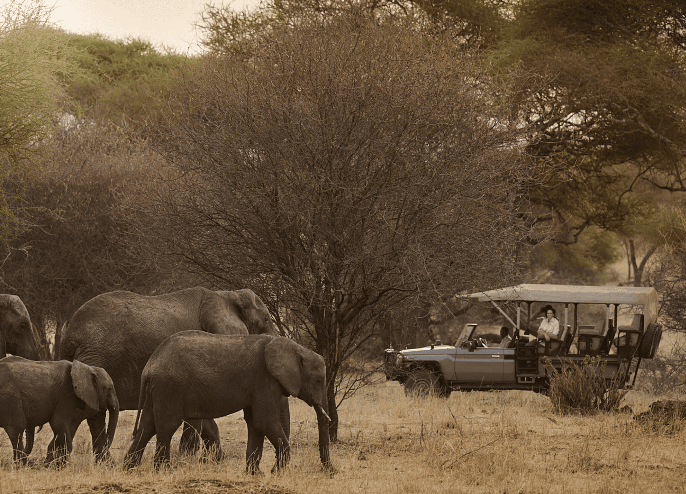 Game Drives at Swala Camp