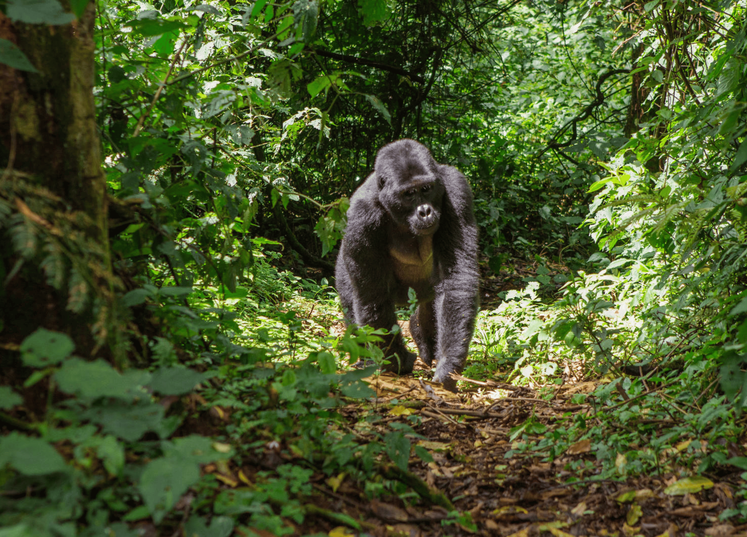 Gorilla walking through a dense green forest.