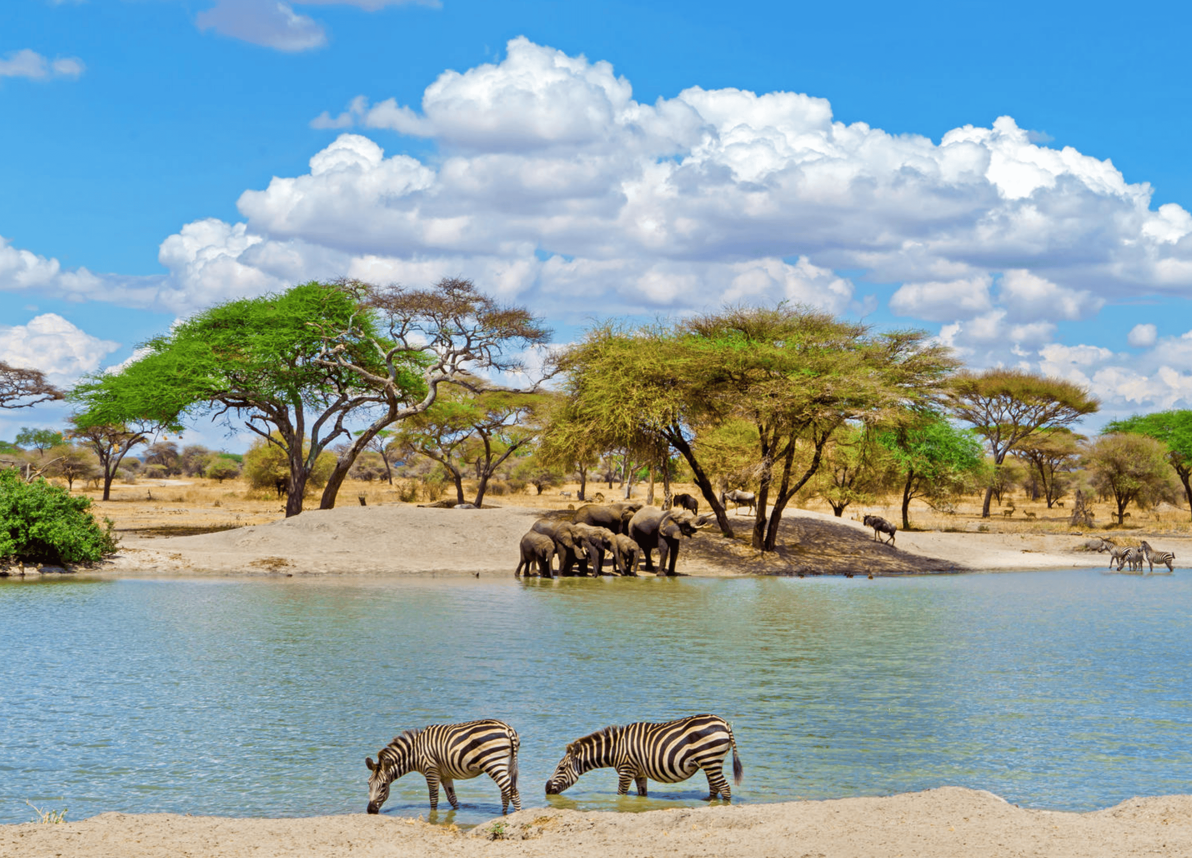 Zebras and elephants by a watering hole in savanna.