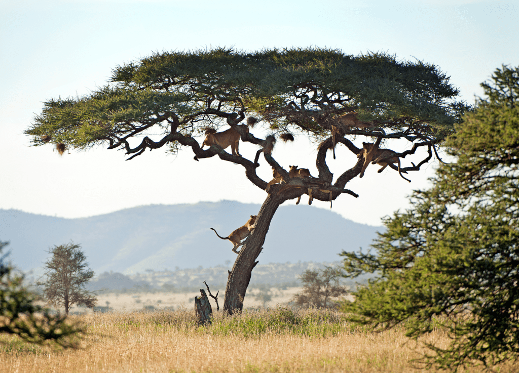 Lions resting on acacia tree in African savanna.