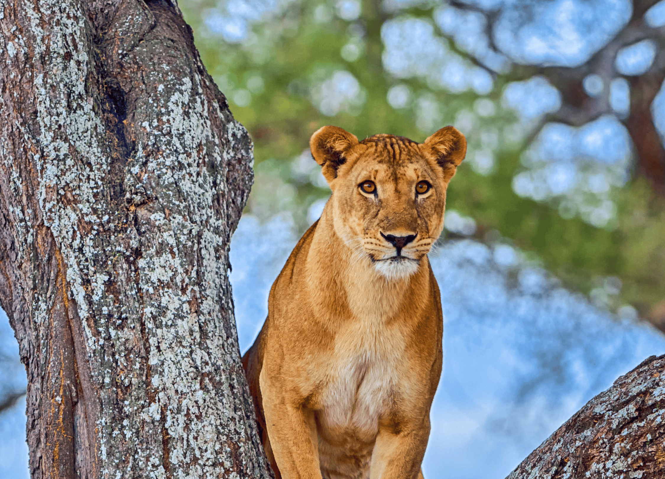 Wildlife at Tarangire National Park