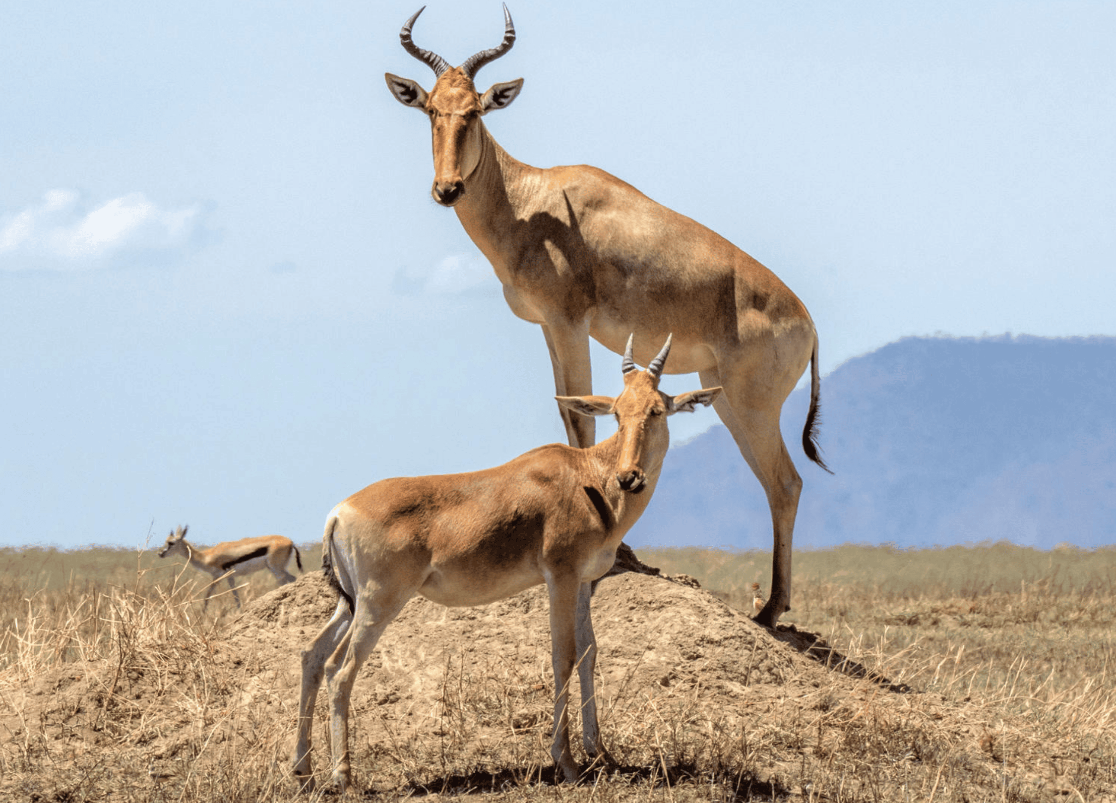 Wildlife of the Southern Serengeti