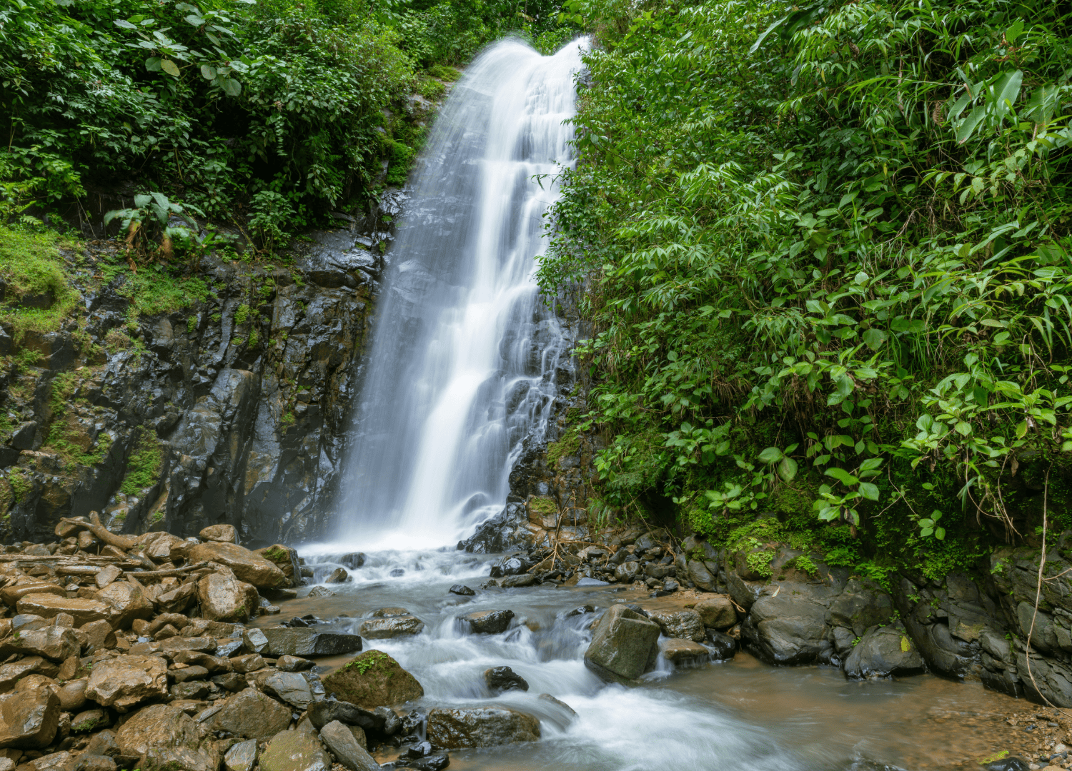 Lush forest waterfall cascading over rocks