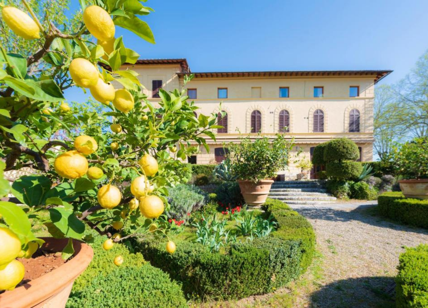 Lemon tree in villa garden with manicured bushes.