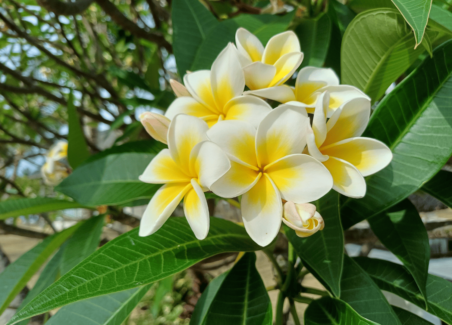 White and yellow plumeria flowers with green leaves.