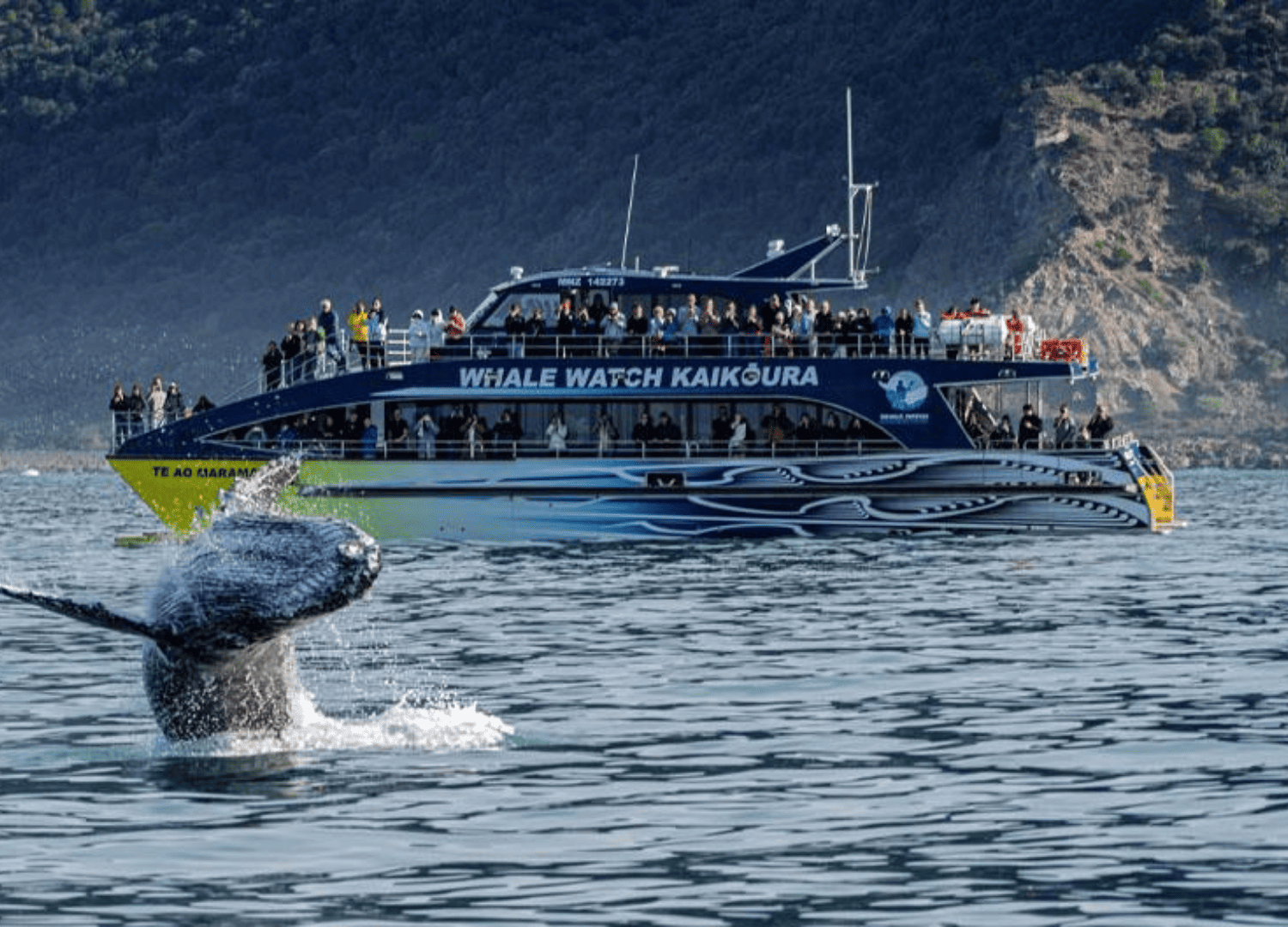 Whale breaching near whale watching boat in Kaikoura.