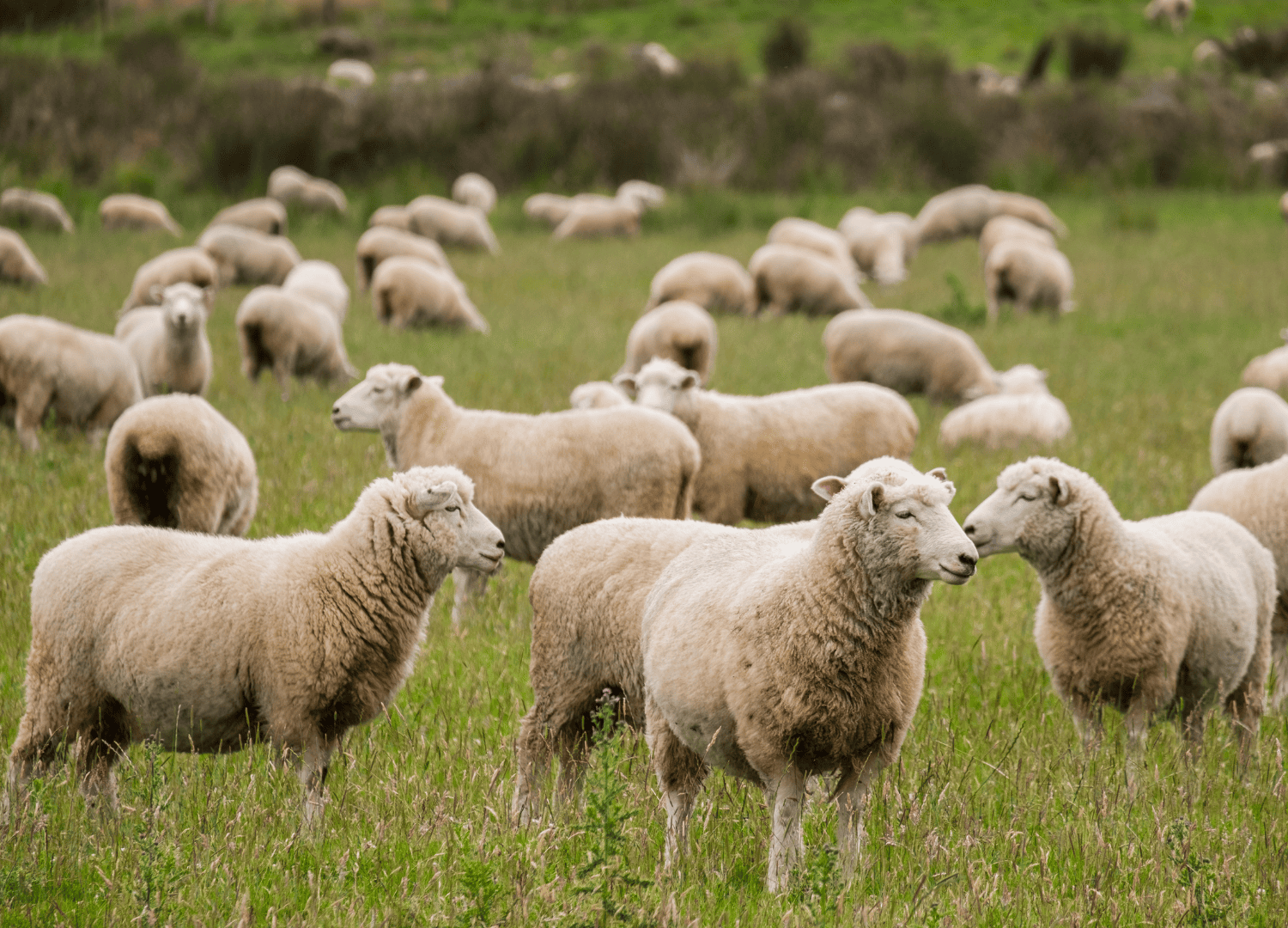 Flock of sheep grazing in green pasture.