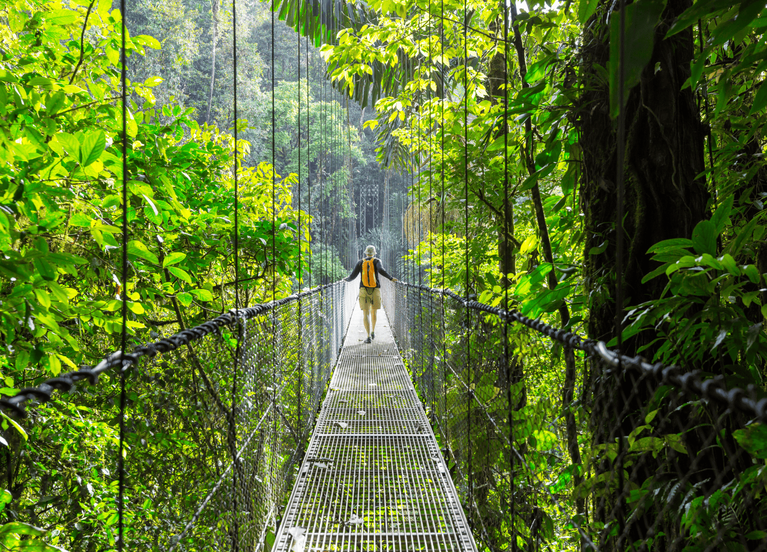 Hiker crossing suspension bridge in lush jungle.