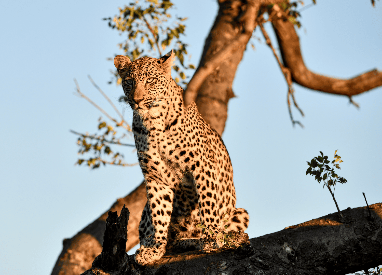 Leopard sitting on tree branch at sunset.
