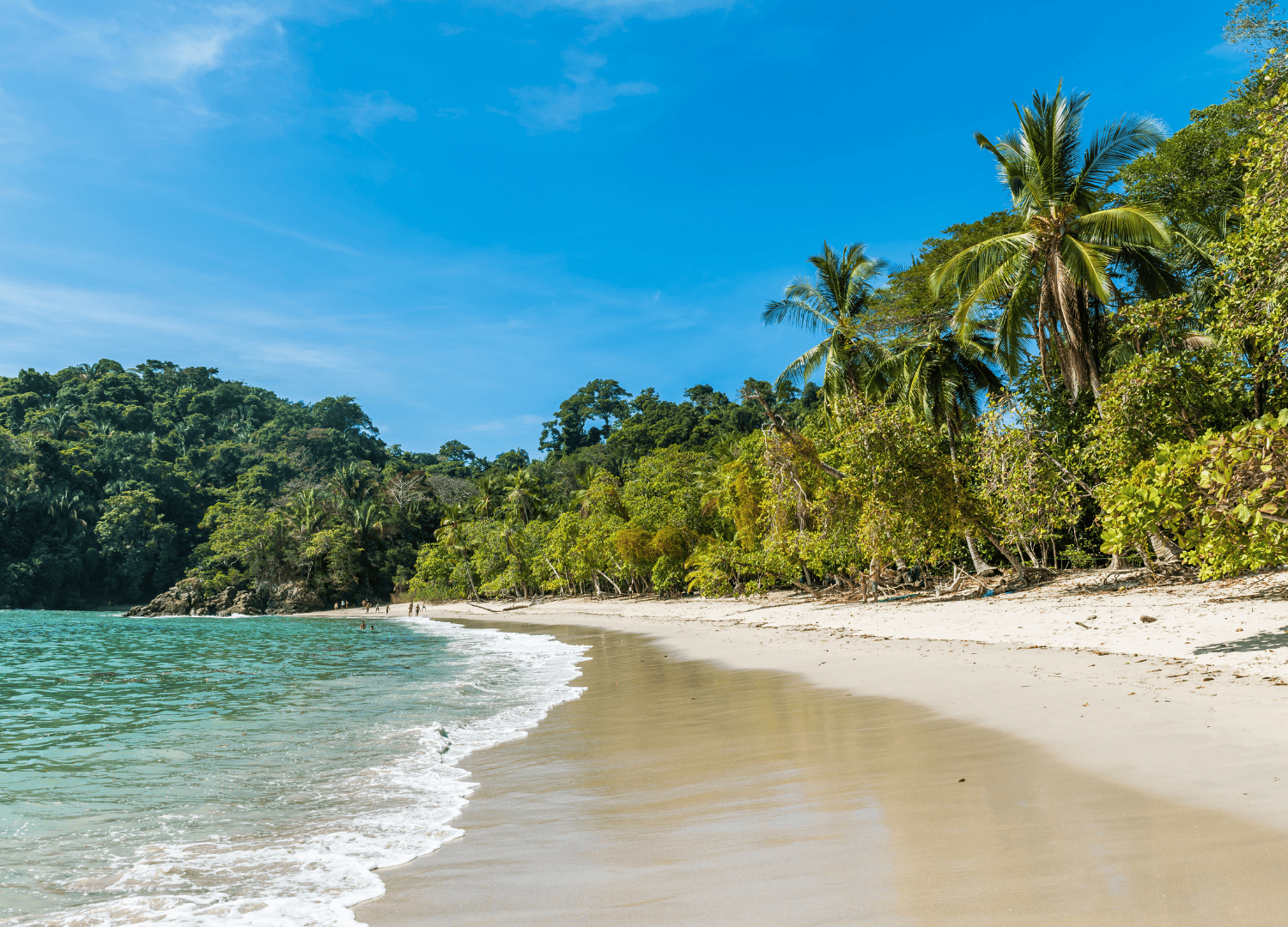 Tropical beach with palm trees and clear water.