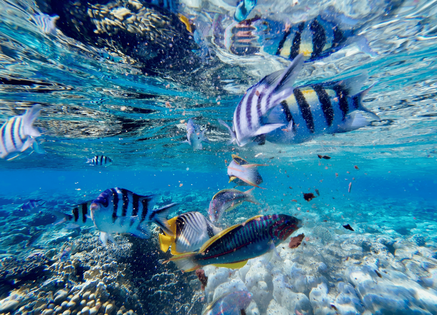 Colorful tropical fish swimming in clear water.