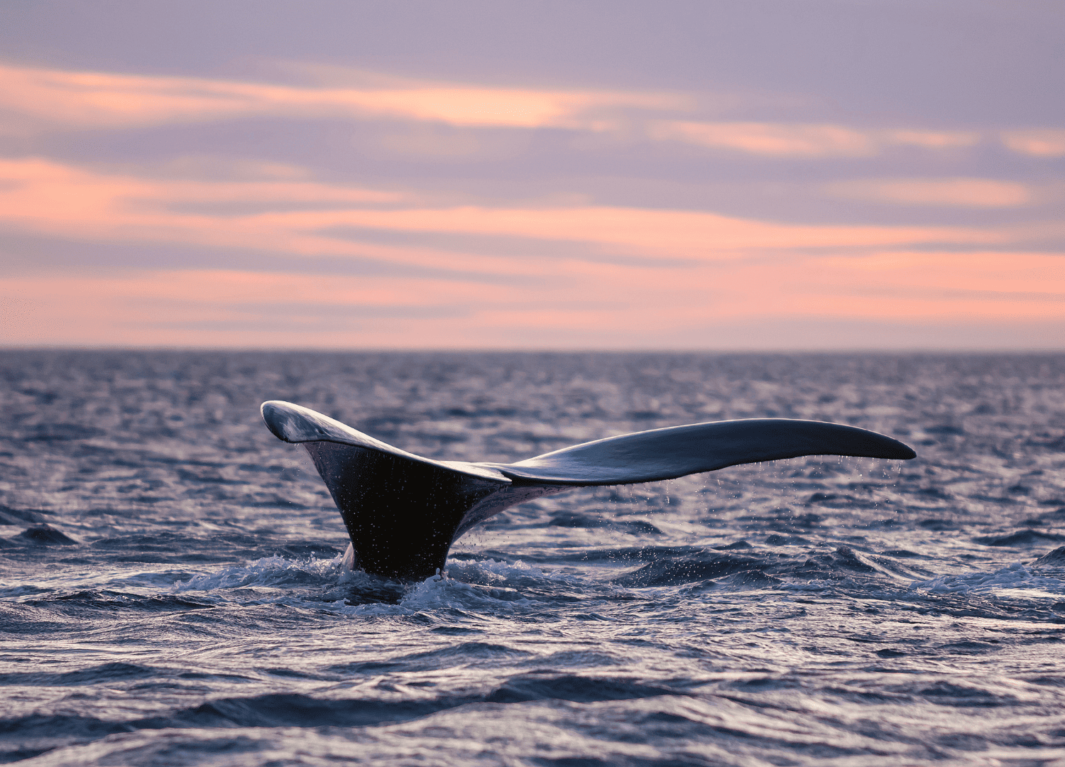 Whale tail above ocean at sunset