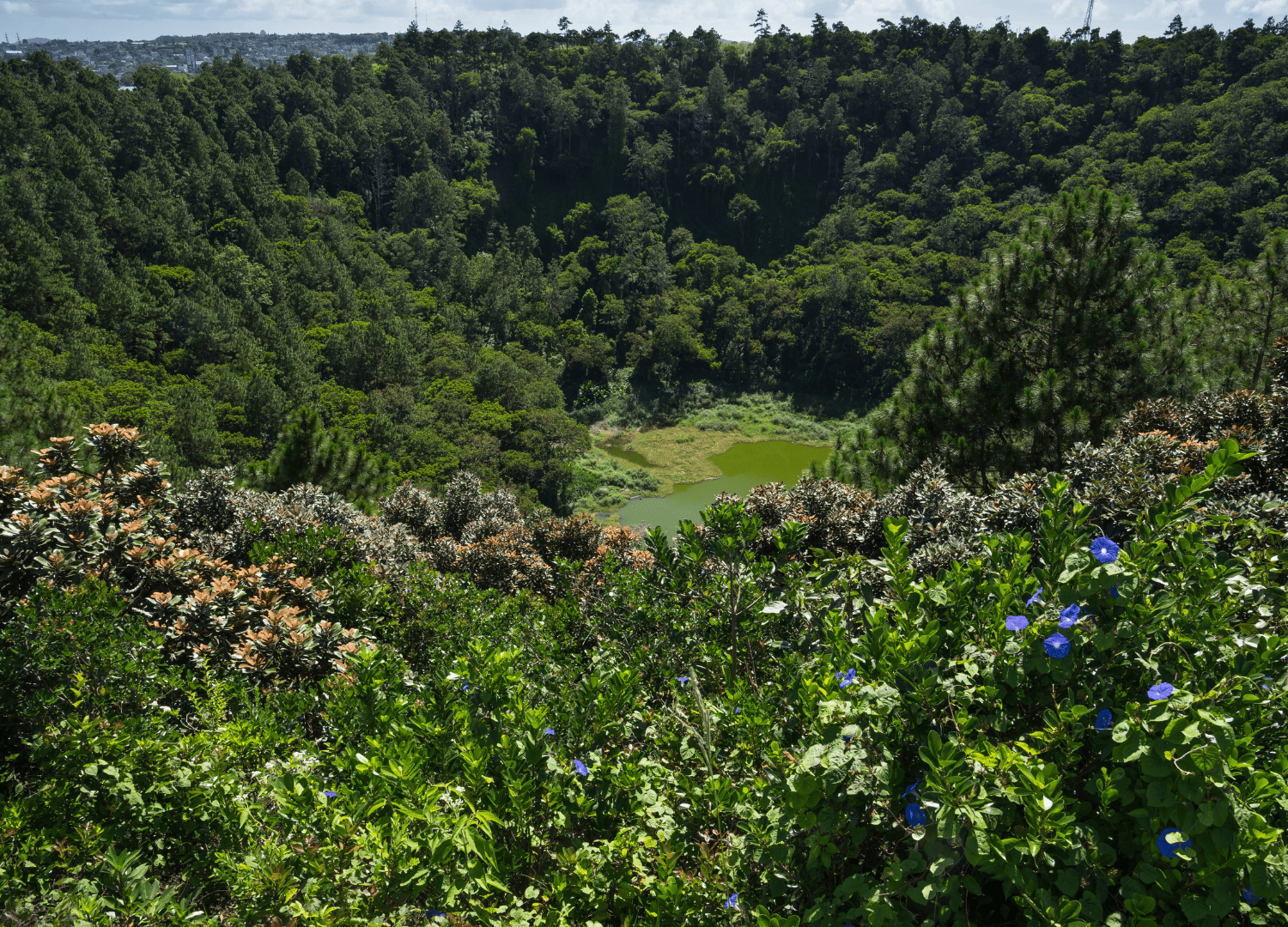 Lush forest with small crater lake and flowers