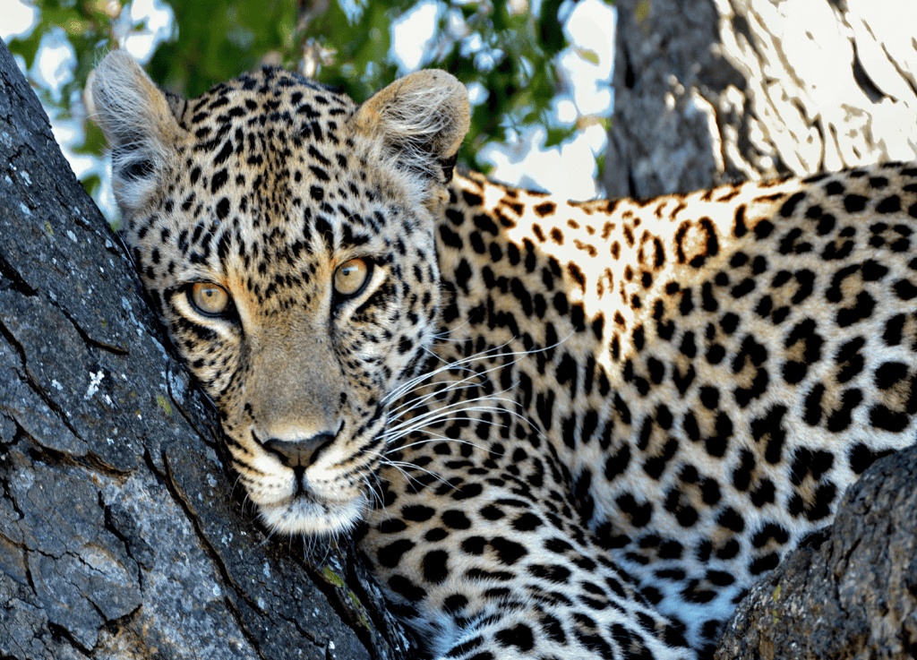 Leopard resting on a tree in sunlight.