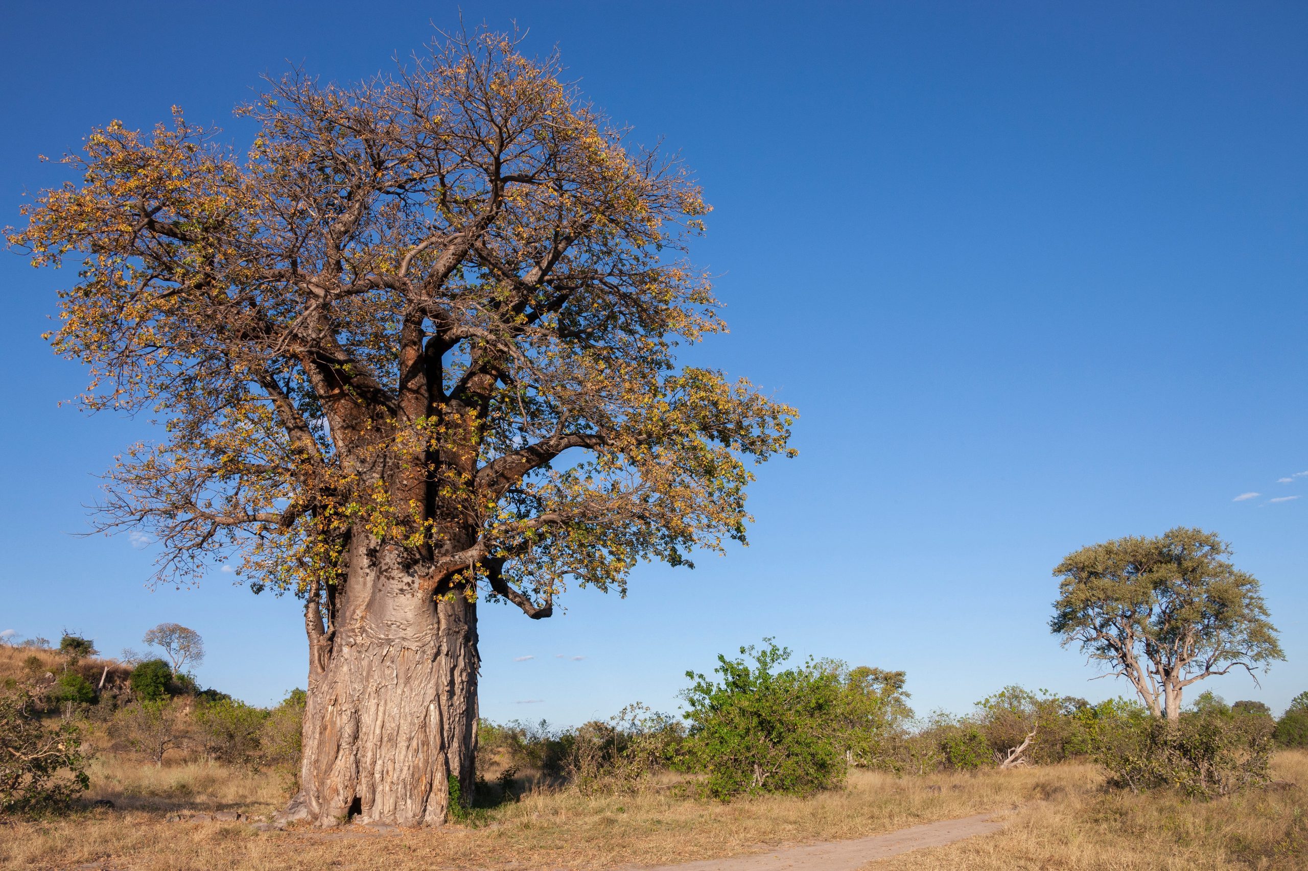 Large baobab tree in African savannah landscape.