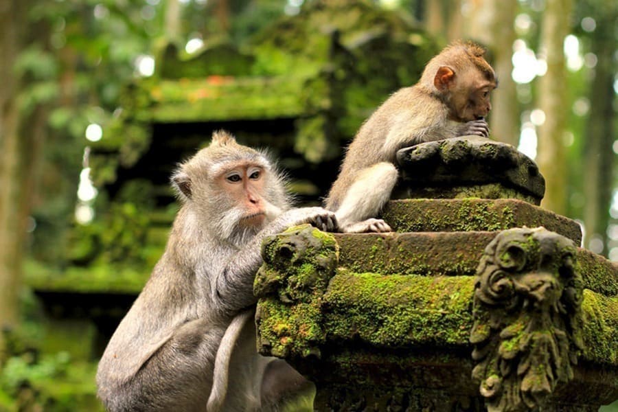 Monkeys sitting on mossy temple ruins.